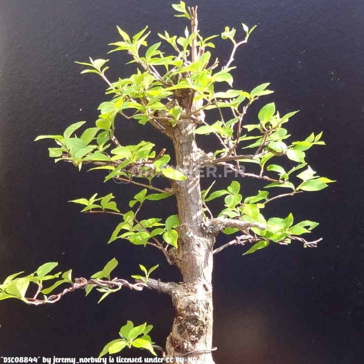 Japan Styrax, bell shrub, Styrax Japanica image